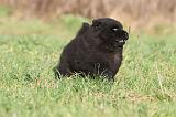 CHOW CHOW 298